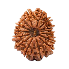 15 Mukhi Rudraksha from Nepal - Large 28mm-29mm