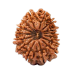 15 Mukhi Rudraksha from Nepal - Medium 24mm - 27mm