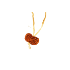 15 Mukhi Rudraksha Nepal Pendant in Thread 28mm-29mm