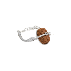 16 Mukhi Rudraksha Nepal  Silver Bracelet in Silver Snake Chain Large 28mm-29mm