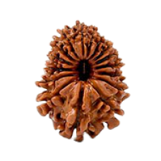 16 Mukhi Rudraksha from Nepal - Small (24mm)