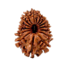 16 Mukhi Rudraksha from Nepal - Large (28mm-30mm)