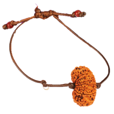 17 Mukhi Rudraksha Nepal Bracelet in Thread Medium 28mm-29mm-31mm