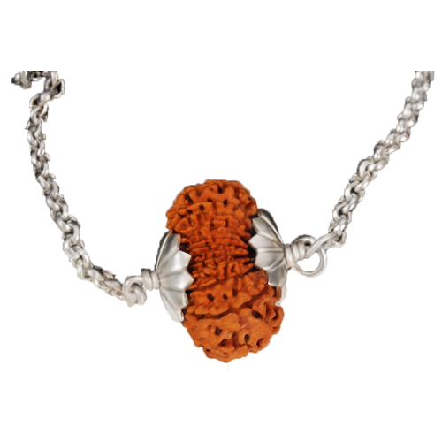 17 Mukhi Rudraksha Nepal Silver Pendant in Silver Chain Medium 28mm-29mm-31mm