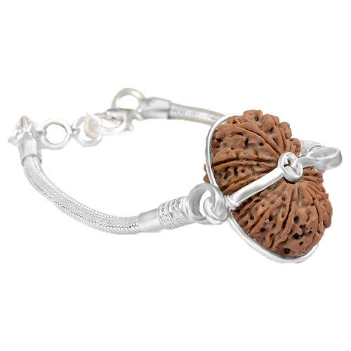 17 Mukhi Rudraksha Nepal Silver Bracelet in Snake Silver Chain Small 27mm