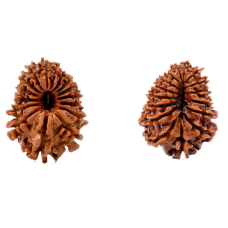 17 Mukhi Rudraksha from Nepal - Small (27mm)