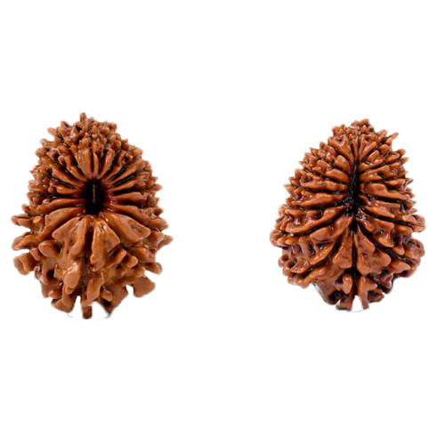 17 Mukhi Rudraksha from Nepal - Small (27mm)