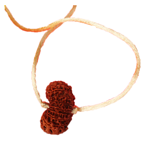 19 mukhi rudraksha Nepal Pendant in Thread 28mm-30mm