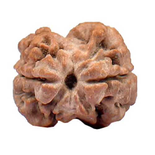 2 Mukhi Rudraksha from Nepal  - Large 20mm