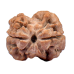 2 Mukhi Rudraksha from Nepal  - Large 20mm