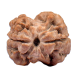 2 Mukhi Rudraksha from Nepal  - Large 20mm