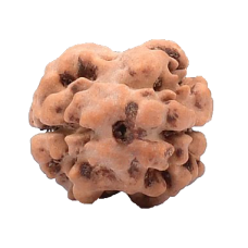 2 Mukhi Rudraksha from Nepal - Small 16mm