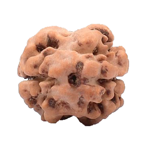 2 Mukhi Rudraksha from Nepal - Small 16mm