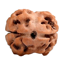 2 Mukhi Rudraksha from Nepal - Medium - 17mm-19mm