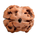 2 Mukhi Rudraksha from Nepal - Medium - 17mm-19mm