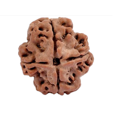 4 Mukhi Rudraksha from Nepal  - Large 20mm