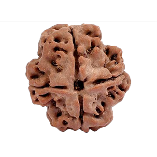 4 Mukhi Rudraksha from Nepal  - Large 20mm