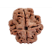 4 Mukhi Rudraksha from Nepal  - Large 20mm