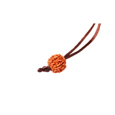 5 Mukhi Rudraksha Nepal in Silk Thread - Small 15mm