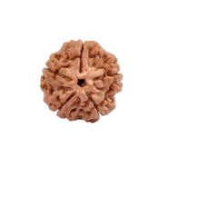 5 Mukhi Rudraksha from Nepal  - Large  22mm