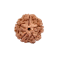 5 Mukhi Rudraksha from Nepal  - Large  22mm