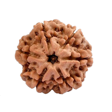 6 Mukhi Rudraksha from Nepal - Medium (18mm)