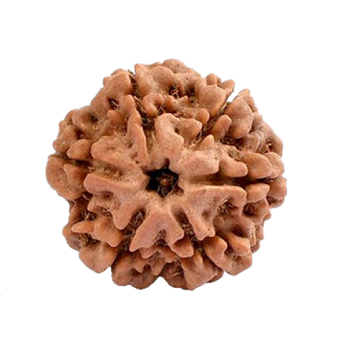 6 Mukhi Rudraksha from Nepal - Large (20mm)