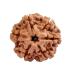 6 Mukhi Rudraksha from Nepal - Medium (18mm)