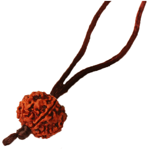 7 mukhi rudraksha Nepal silk thread Large 20mm