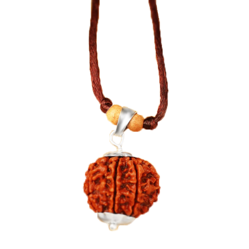 7 mukhi rudraksha Nepal Silver Pendant with Thread Large 20mm