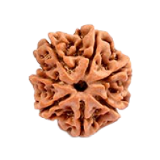 7 Mukhi Rudraksha from Nepal - Medium 18mm