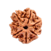 7 Mukhi Rudraksha from Nepal - Small 15mm