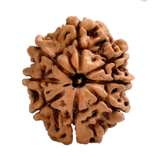 8 Mukhi Rudraksha Nepal - Extra Large - 24mm