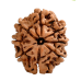 8 Mukhi Rudraksha Nepal - Extra Large - 24mm