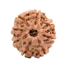 8 Mukhi Rudraksha from Nepal - Small (20mm)