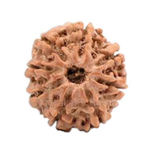 8 Mukhi Rudraksha from Nepal - Large (23mm)