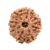 8 Mukhi Rudraksha from Nepal - Medium (22mm)