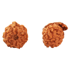 Ganesh Rudraksha From Java Indonesia-15mm