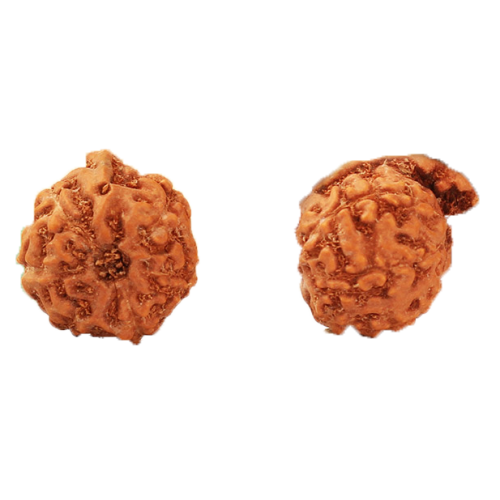 Ganesh Rudraksha From Java Indonesia-15mm