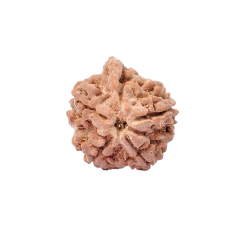 Ganesh Rudraksha from Nepal -20mm