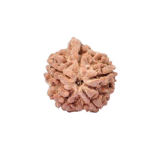 Ganesh Rudraksha from Nepal -20mm