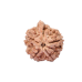 Ganesh Rudraksha from Nepal -20mm