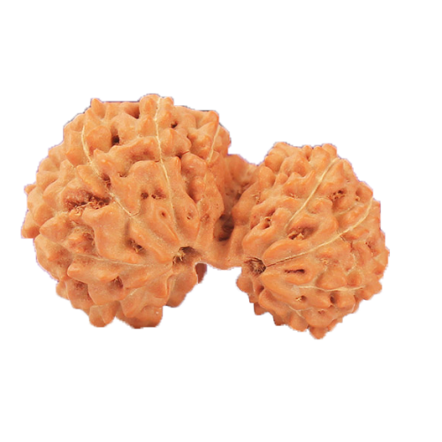 Garbh Gauri Rudraksha Java Indonesia-14mm