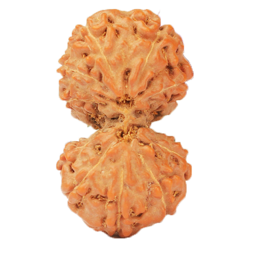 Gauri Shankar Rudraksha Java Indonesia - 20mm