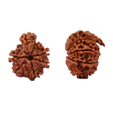 Savar Naag Rudraksha Nepal -24mm