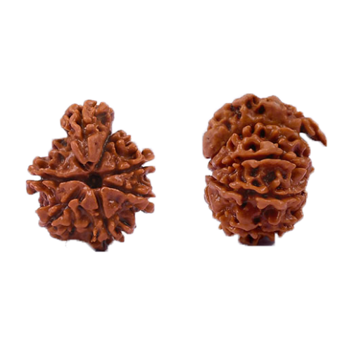 Savar Naag Rudraksha Nepal -24mm