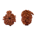 Savar Naag 6 Mukhi Rudraksha Nepal -22mm