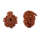 Savar Naag 6 Mukhi Rudraksha Nepal -22mm