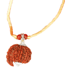 Savar Naag 6 Mukhi Rudraksha Nepal Silver Capped in Thread -22mm