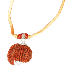 Savar Naag 7 Mukhi Rudraksha Nepal Silver Capped in Thread-24mm